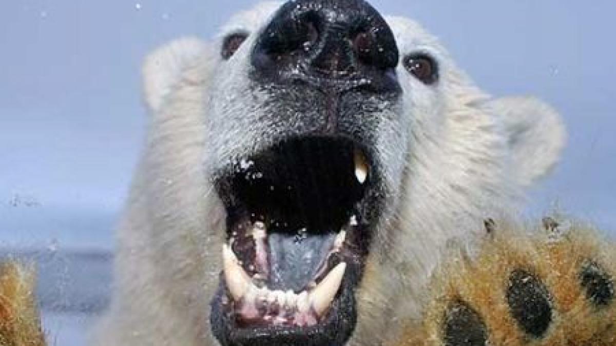 o boala misterioasa afecteaza ursii polari animalele raman fara par si au leziuni inexplicabile pe