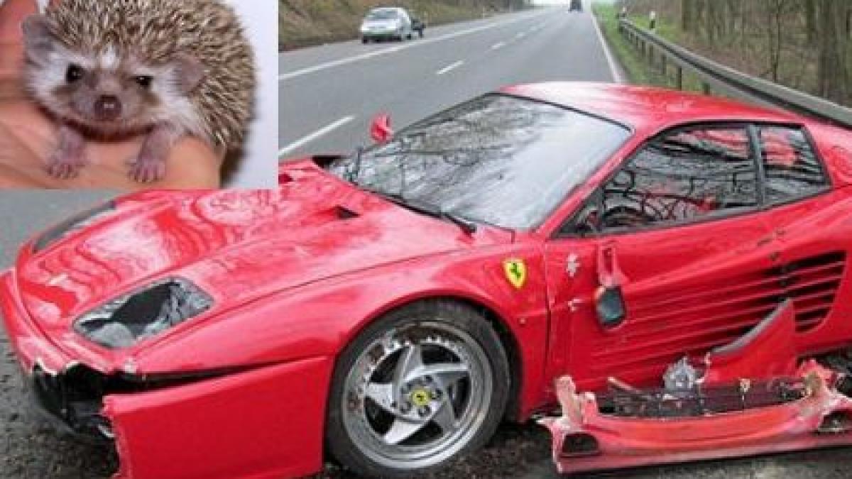 un arici fata in fata cu un ferrari animalul a scapat nevatamat masina a fost distrusa