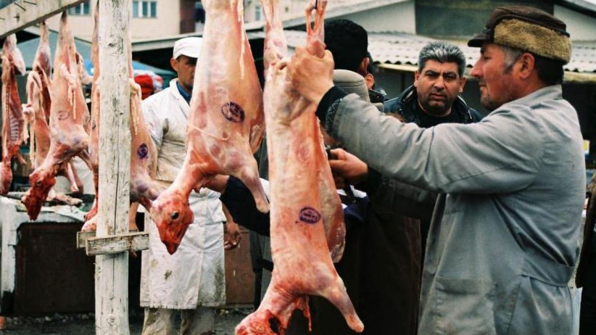 care e diferenta dintre carnea de caine si cea de miel un paste fara probleme de sanatate