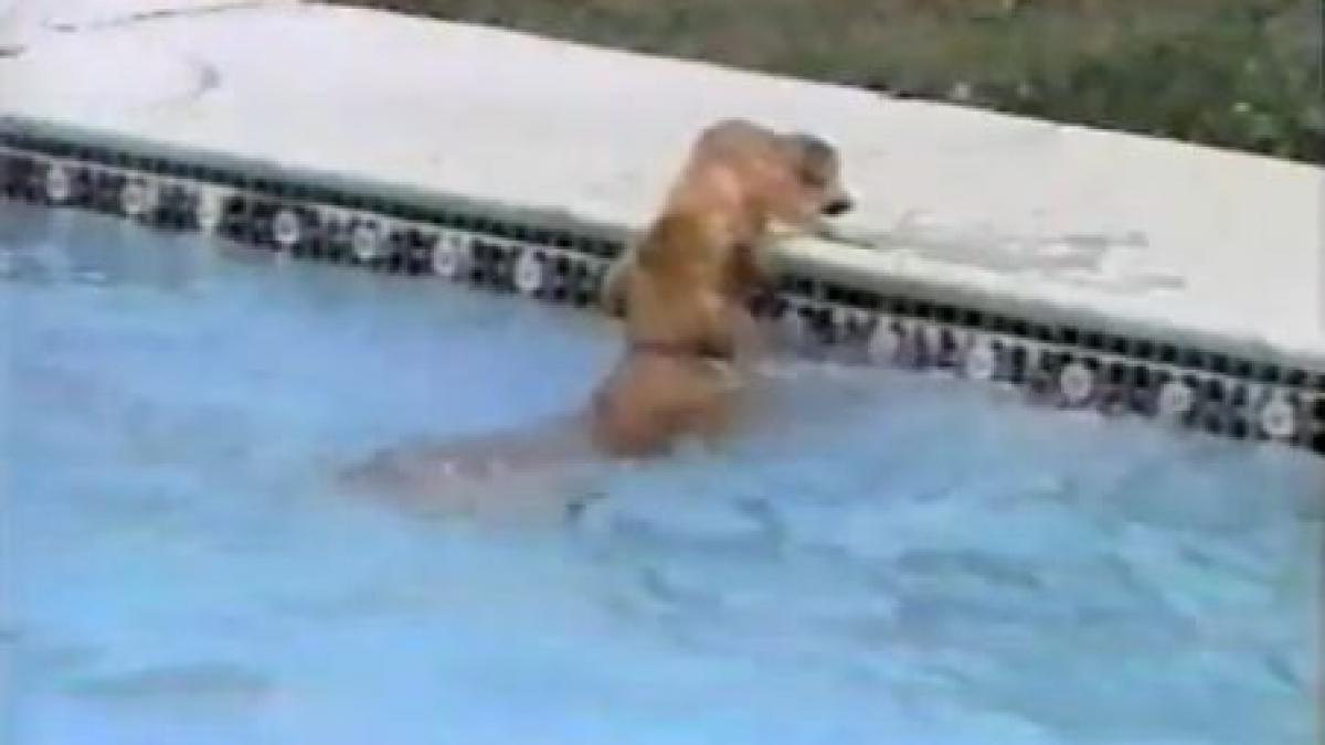 emotionant catelus salvat de la inec de mama lui