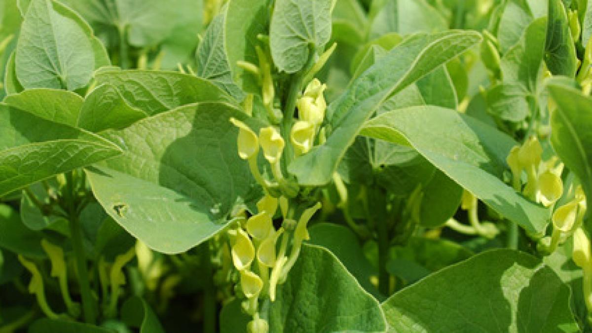 planta din pastilele naturiste care cauzeaza cancer