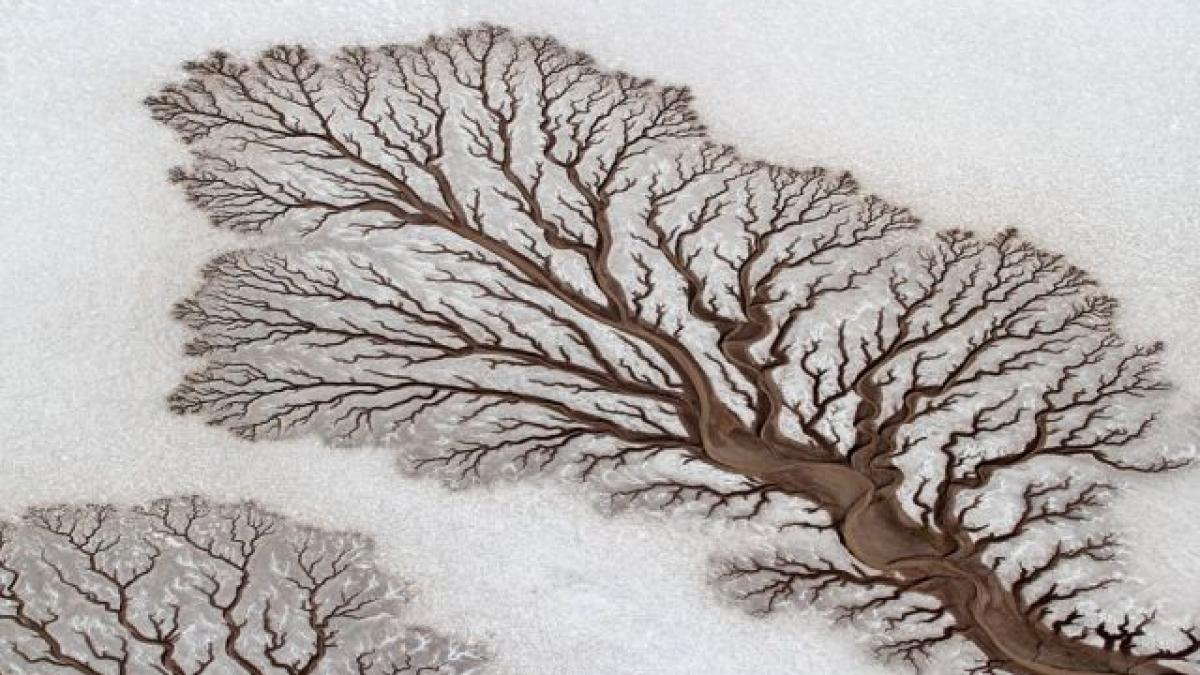 imaginea care iti arata cum se schimba lumea nu are nimic de a face cu pomii