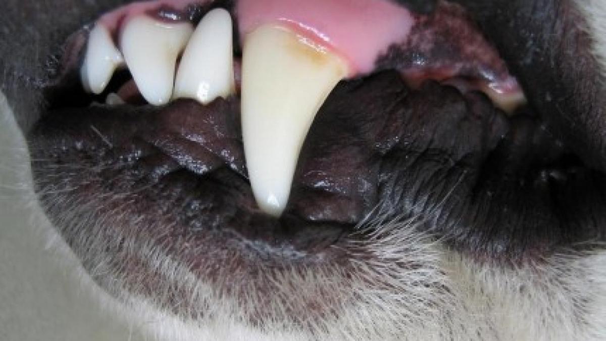 legea cainilor fara stapan prefectura capitalei cere eutanasierea maidanezilor agresivi sau cu boli