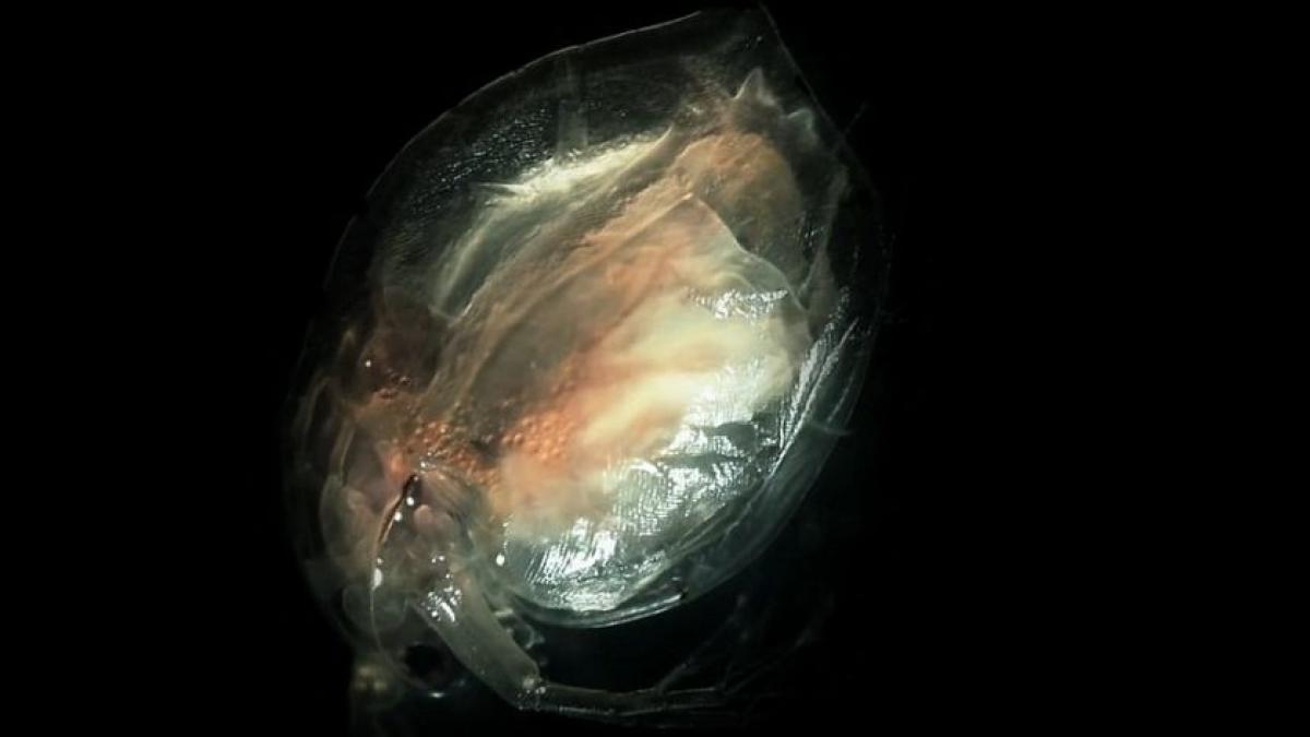 lumea nevazuta din jurul nostru ce se intampla intr o picatura de apa