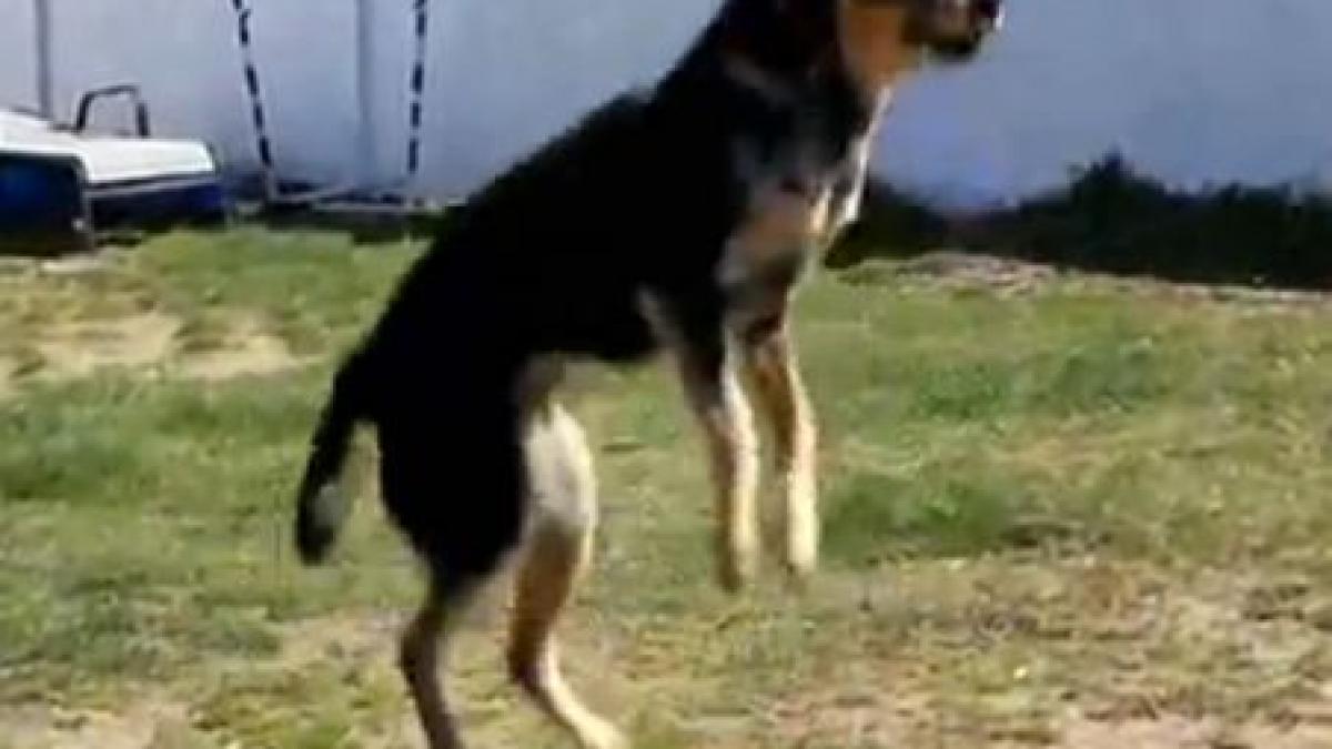 iti vei aminti de copilarie uite cainele care sare coarda