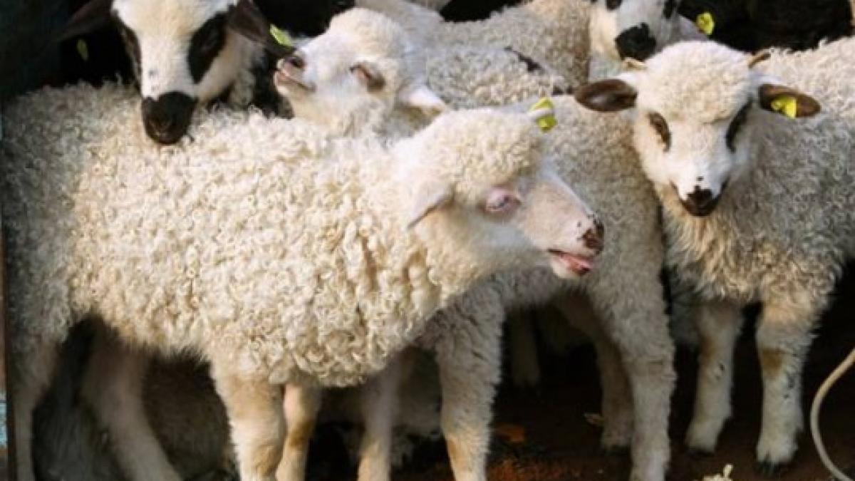 mii de miei sacrificati degeaba preturile ridicate i au tinut pe romani departe de delicatesa