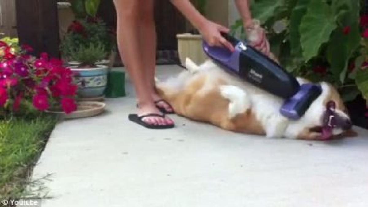 adorabil un caine care se lasa aspirat de stapana