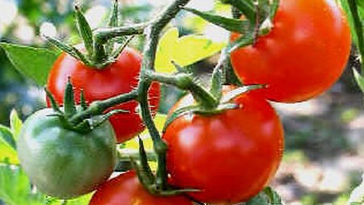 mancam rosii corcite adica seminte frantuzesti plantate in pamant romanesc