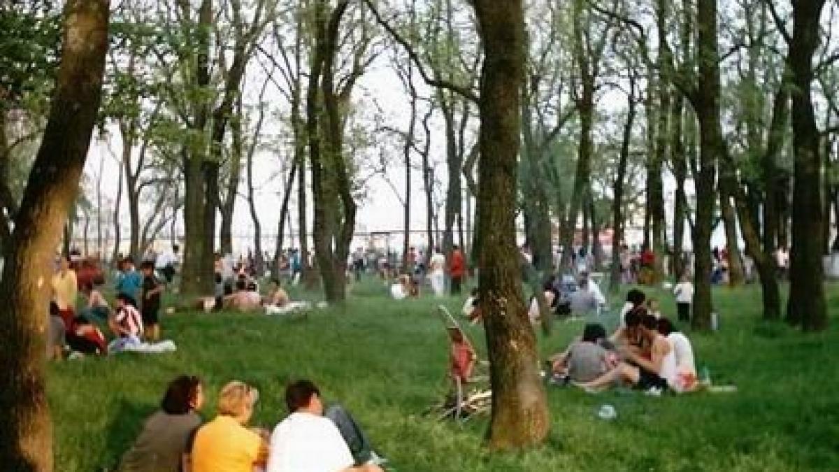 invazie de capuse in capitala parcurile invadate de insectele care iti pot aduce chiar moartea