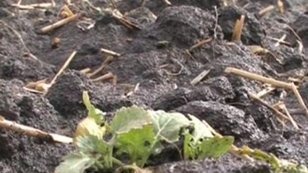 350 de mii de hectare de culturi agricole distruse de ger producatorii anunta scumpiri