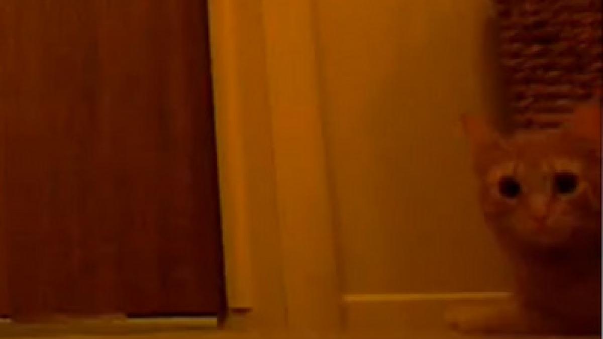 ea e pisica ceas desteptator uite cum isi trezeste stapanii in fiecare dimineata