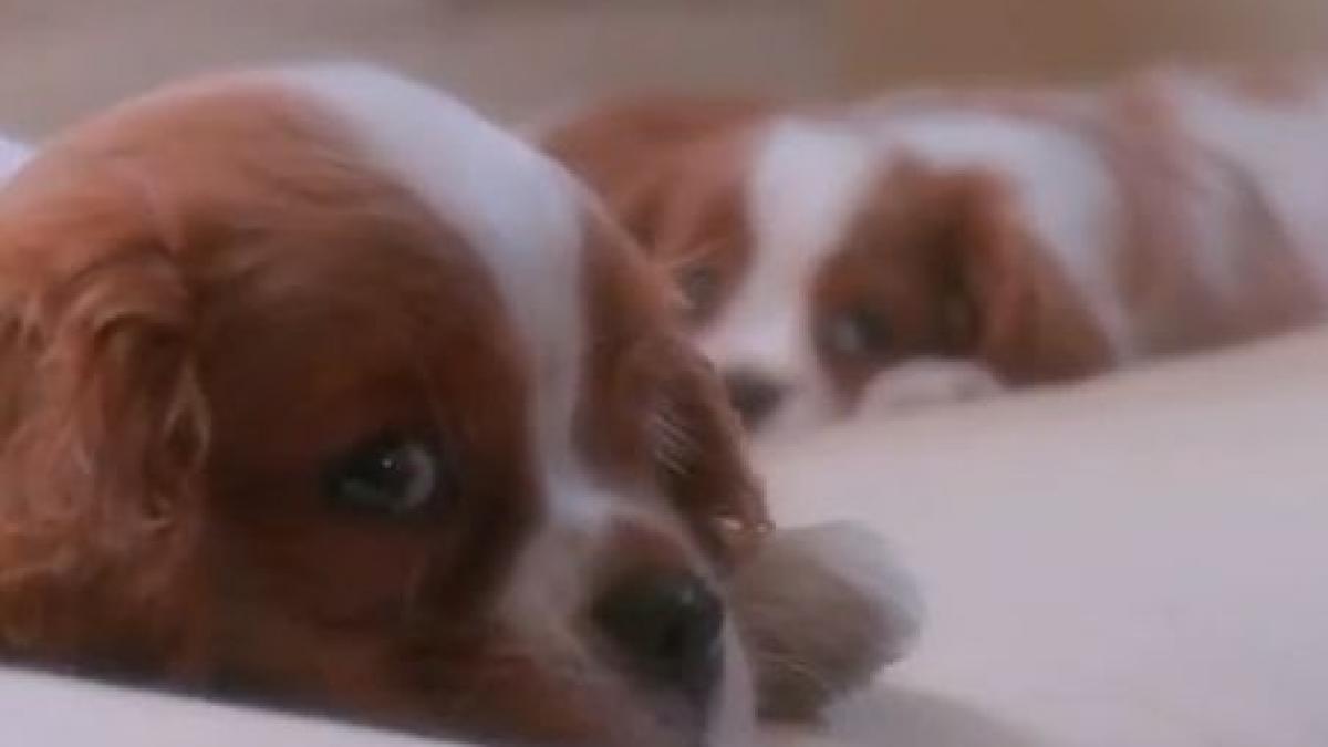 inedit a fost lansata prima televiziune pentru caini uite cat costa abonamentul pentru dog tv