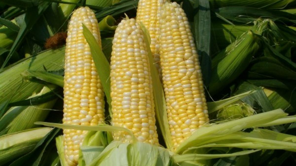 jucarie sexuala pur romaneasca vezi rusinea pe care care a patit o un iesean