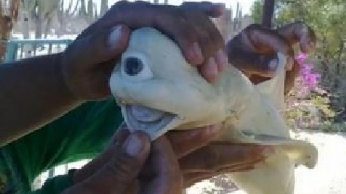 soc si groaza in golful mexic victime omenesti si vietati marine cu diformitati si mutatii