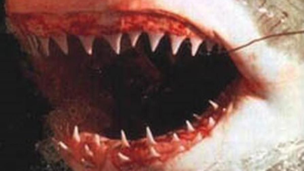 monstrul din ocean care provoaca teroare in africa de sud un barbat a fost sfasiat