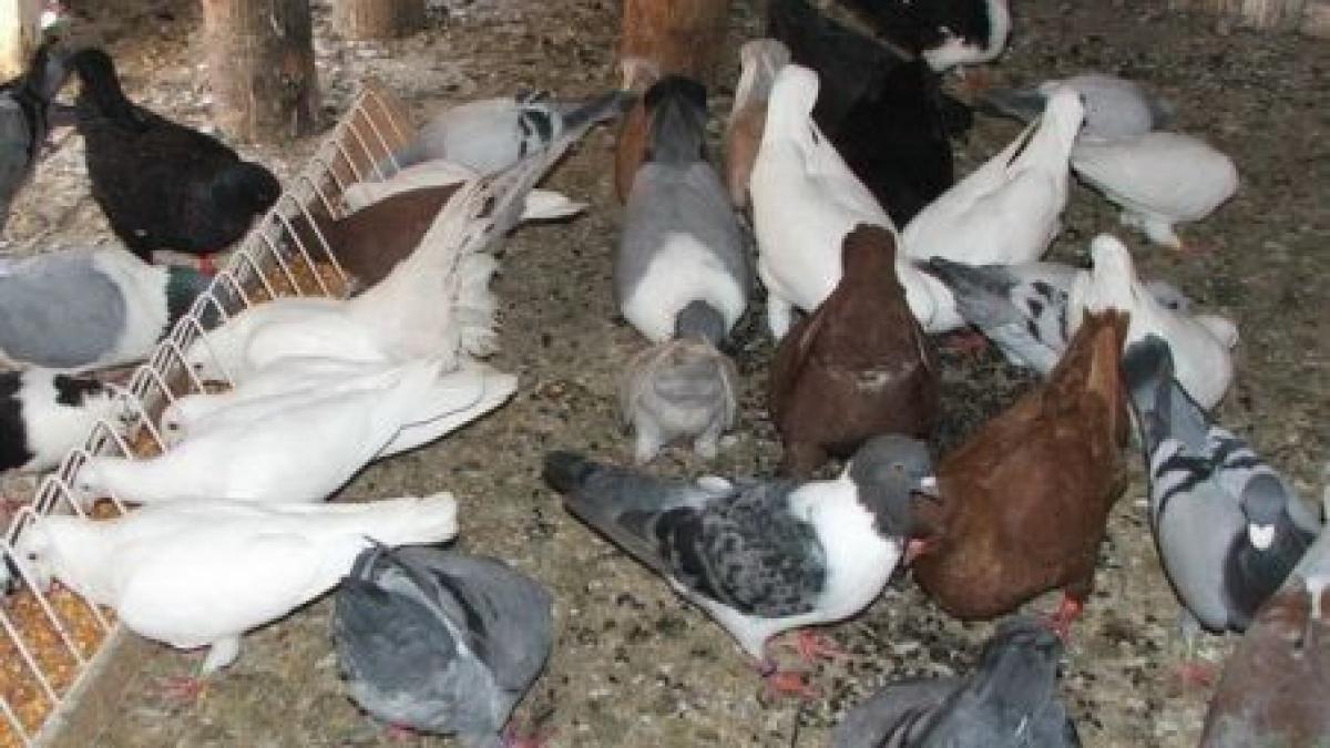 romania un actor a fost amendat pentru ca hranea porumbei