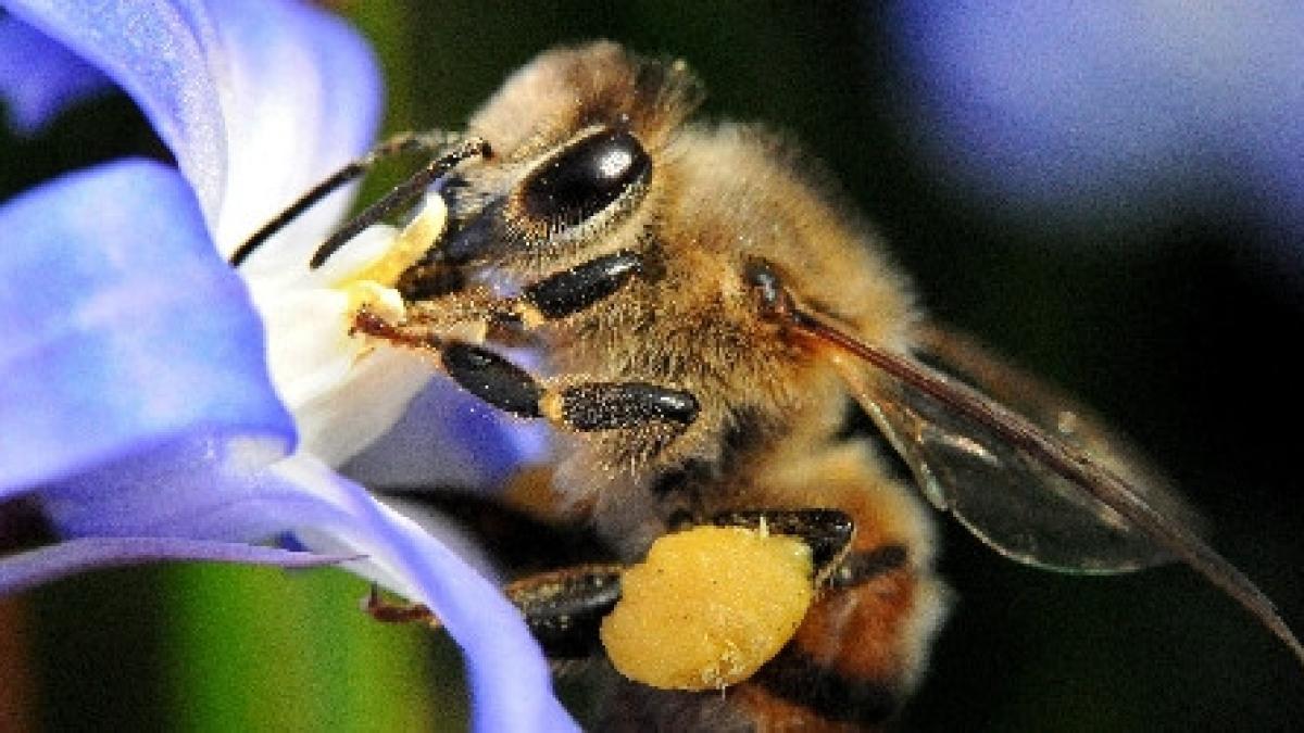 scenariul apocaliptic descris de albert einstein se adevereste vezi aici despre ce este vorba