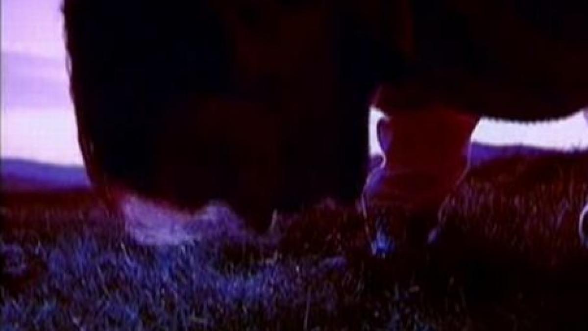 ion al glanetasului a existat cu adevarat la fel si nechifor lipan afla povestile din spatele celor