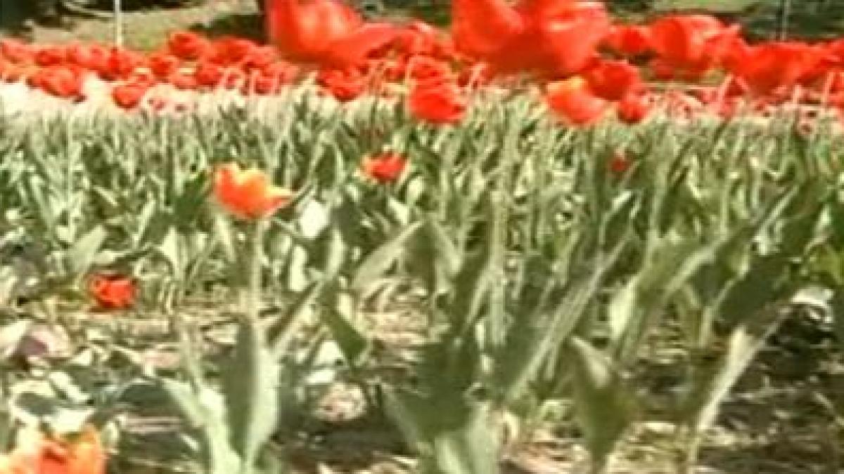 din dragoste pentru iubite trei tineri din neamt au furat lalelele din centrul orasului