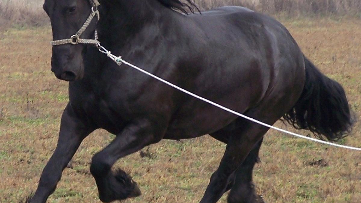 o minune romaneasca ce a scapat de distrugere herghelia nationala din campia baraganului