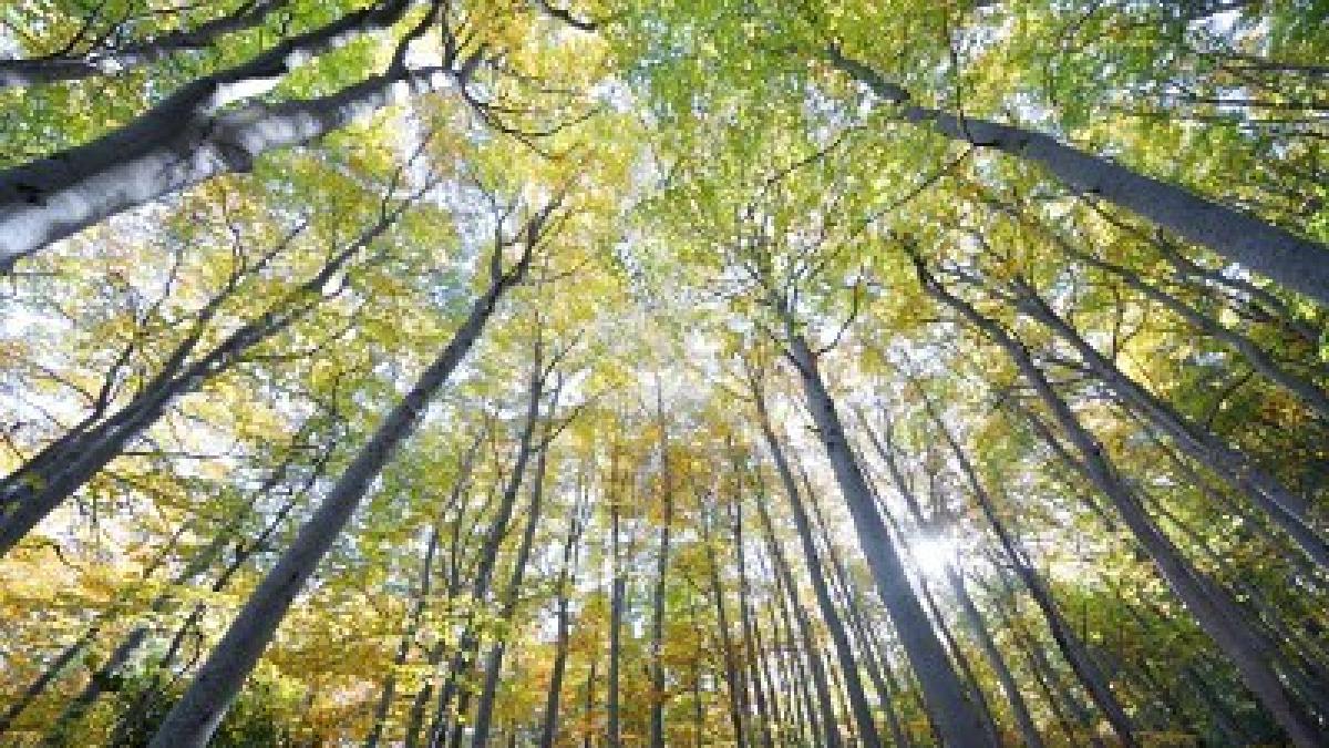 bulgaria un copil de doi ani a murit dupa ce un fag de 25 de metri s a prabusit peste el