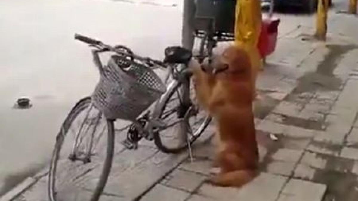 un camarad de nadejde cum pazeste cel mai dragut catel bicicleta stapanului sau