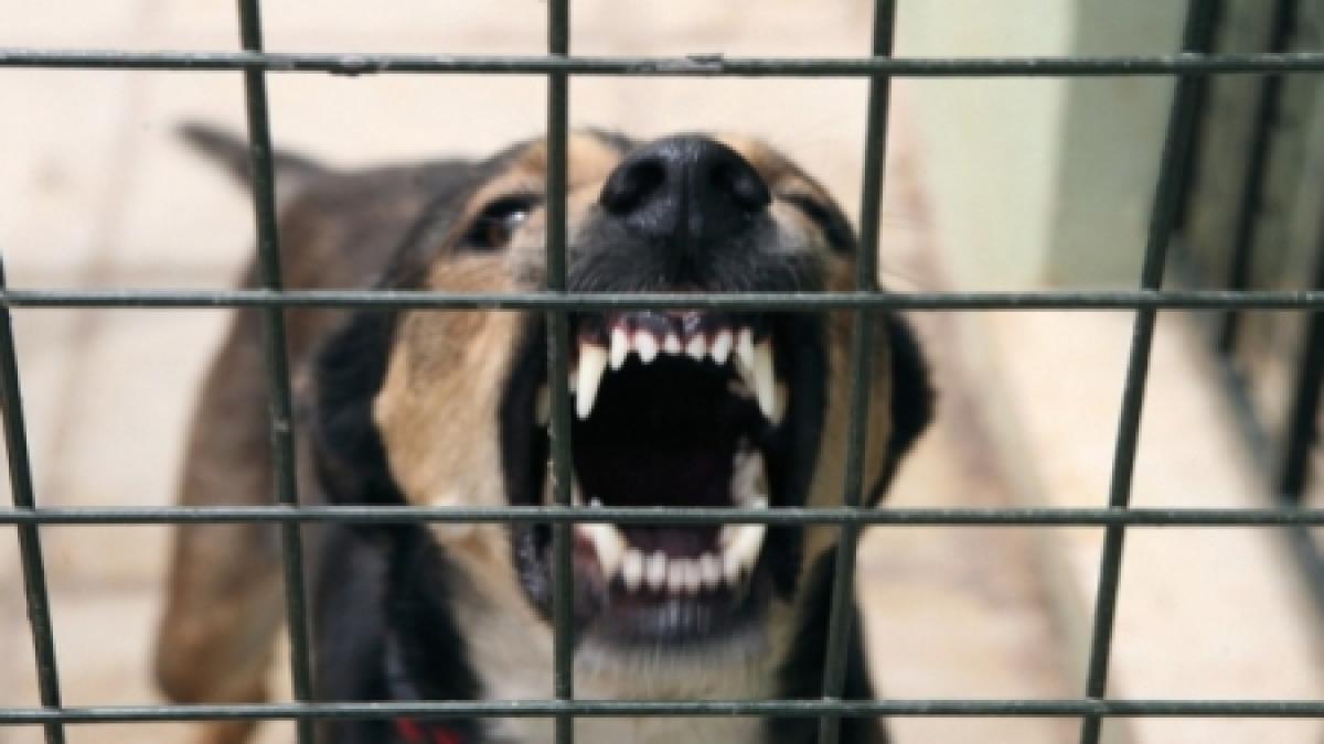 oprescu da lovitura problema cainilor fara stapan a fost rezolvata