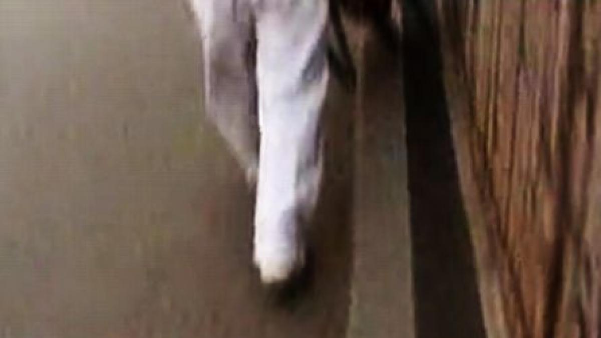 ploiestenii se mandresc cu un trotuar pe care nici copiii nu pot circula