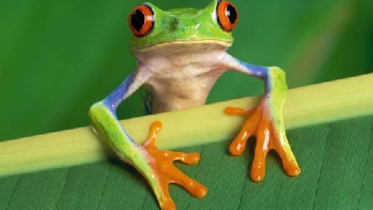 un oras din centrul chinei invadat de broaste localnicii se gandesc sa se mute