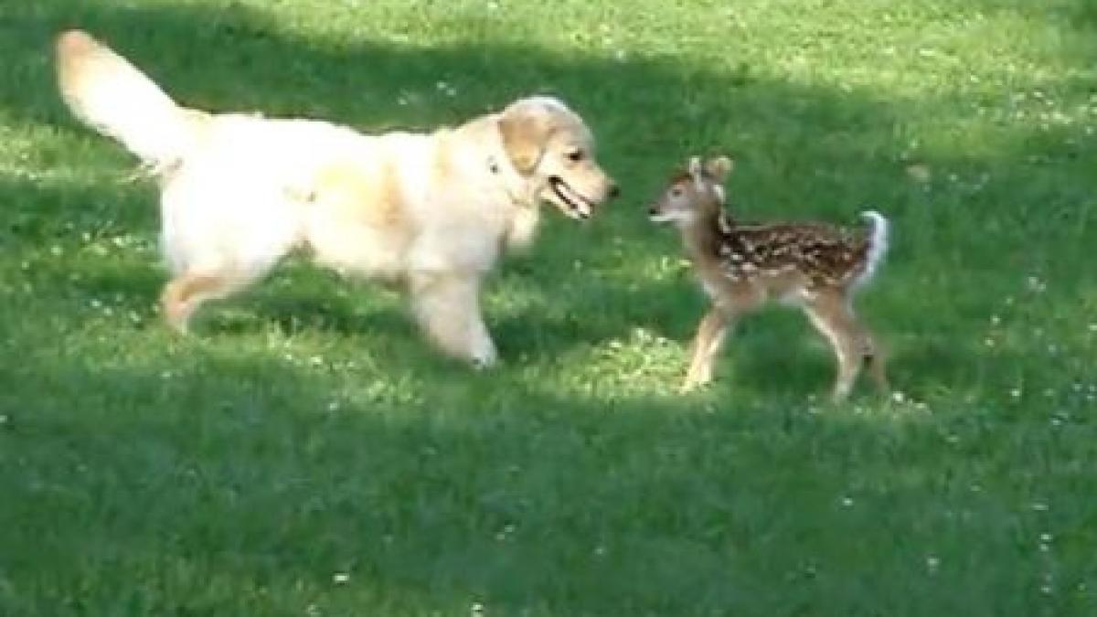 adorabil un catelus se joaca cu un pui de caprioara