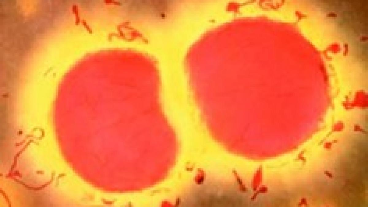 a vrut sa salveze vieti dar asta l a ucis tanar microbiolog mort in urma contaminarii cu bacteria