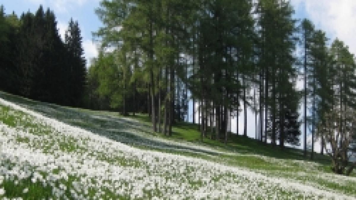 mii de flori au fost adunate la sarbatoarea narciselor din negrasi