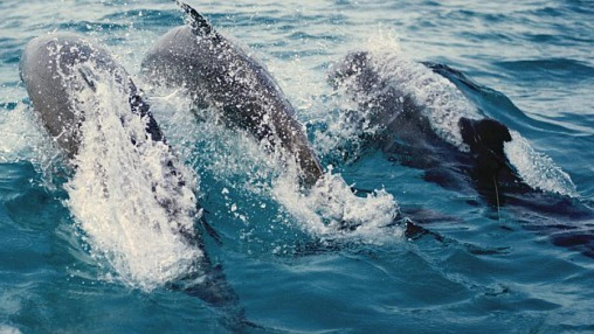 intind o aripioara de ajutor delfinii care ajuta pescarii brazilieni sa prinda peste