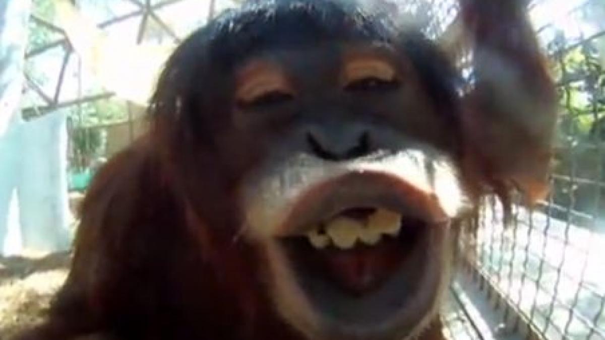 urangutanii pasionati de tehnologie vorbesc cu oamenii folosind ipad urile