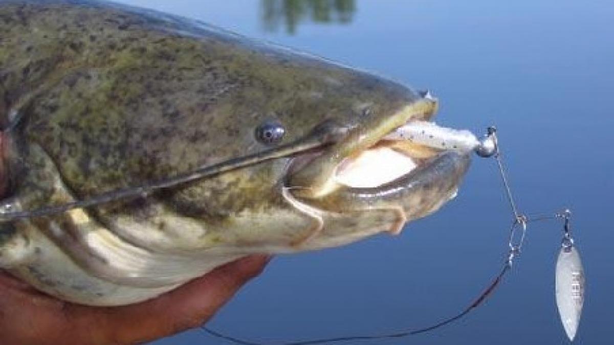 barbat din botosani prins cu un somn de 41 de kg acum este cercetat penal