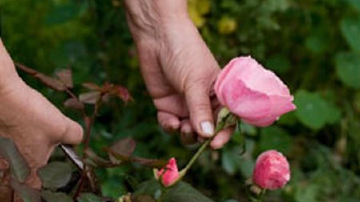 trandafirii de pe bulevardele din bucuresti furati fara jena in vazul tuturor