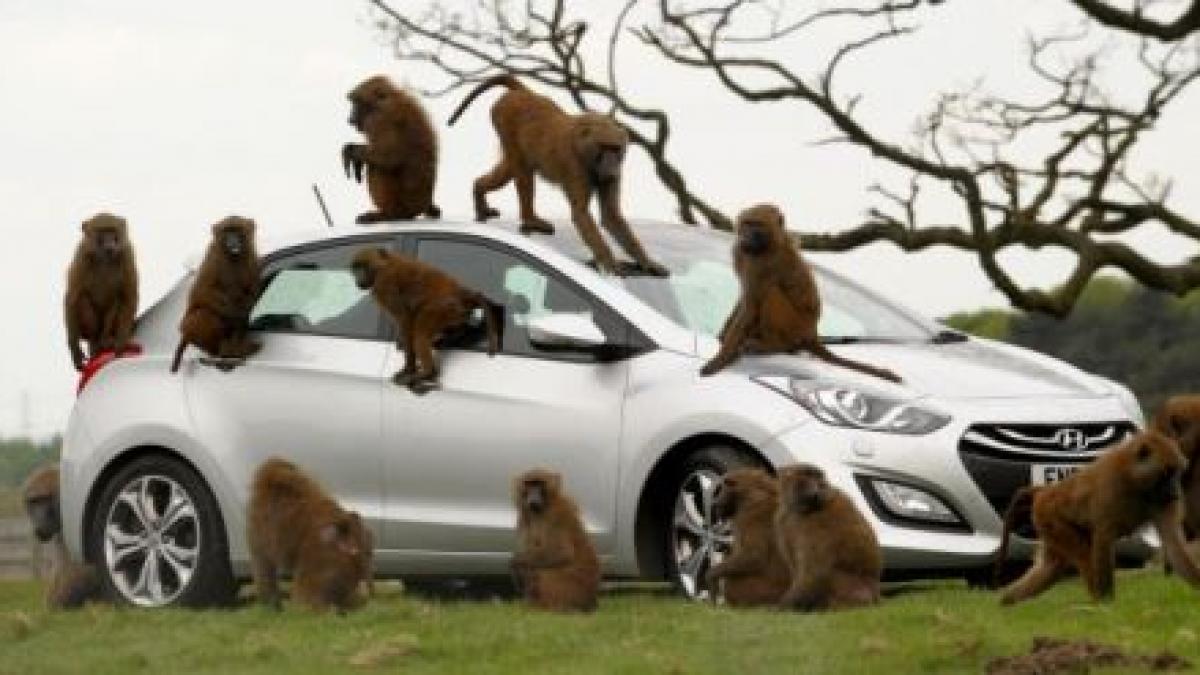 inedit o masina nou nouta si o armata de maimute vezi daca a trecut testul suprem