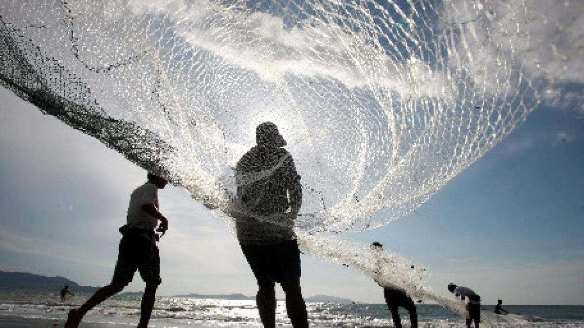 chile mii de pasari moarte la malul marii autoritatile cer ajutorul pescarilor