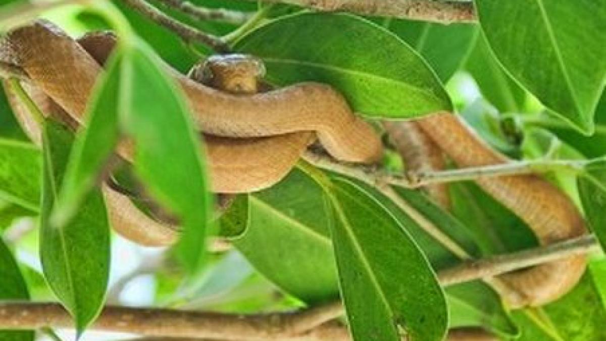 doua milioane de invadatori au pus stapanire pe o insula americana solutia soareci parasutati din