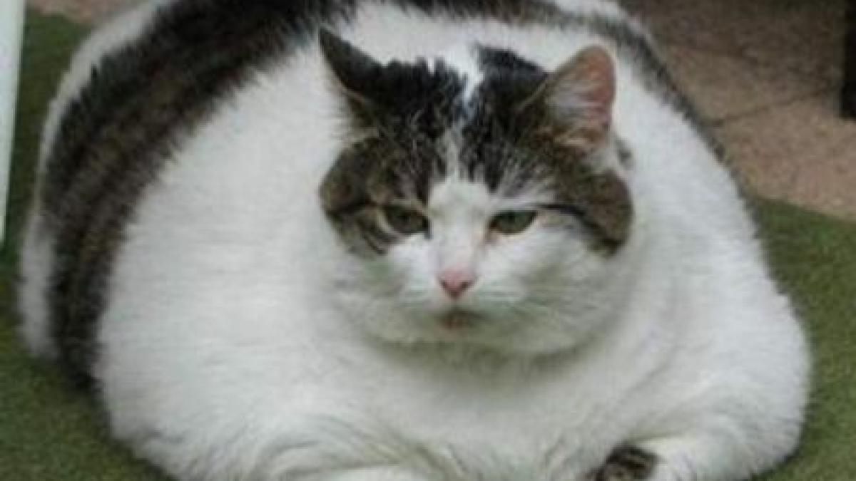 garfield de china motanul supraponderal platit cu 160 dolari de fiecare data cand devine tata