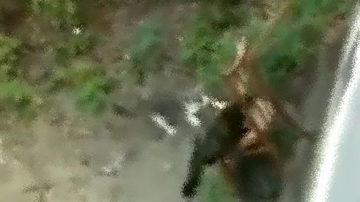 aceste imagini iti vor rapi un zambet iata pisicile care au propriul lift