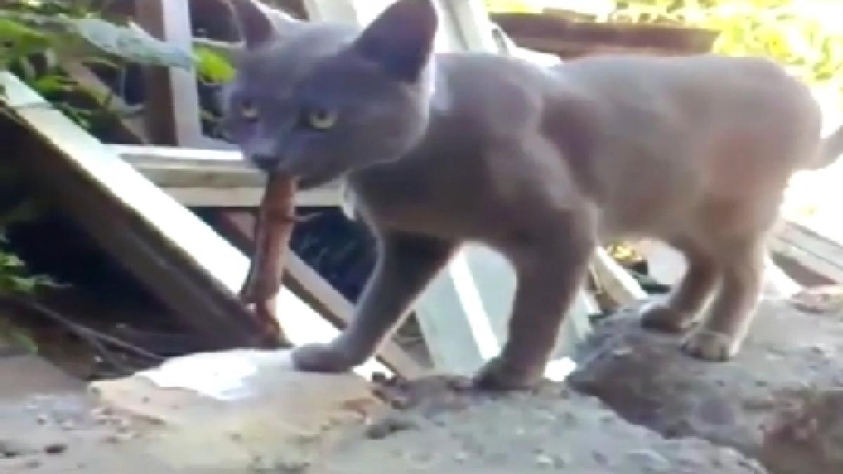 lupta crancena intre o pisica si o soparla pisica mananca soparla sau invers