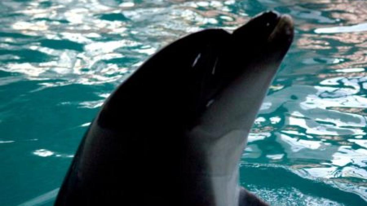 masacru in marea neagra 18 delfini printre care si pui si au gasit sfarsitul in plasele