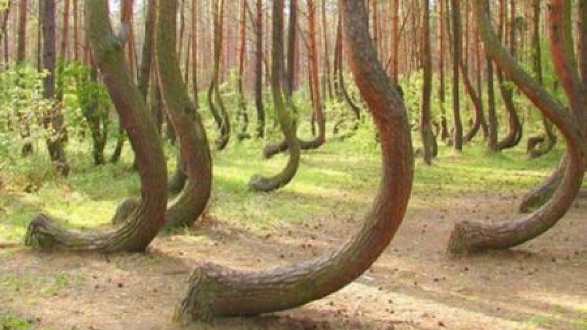 padurea curbata din polonia fenomenul care a uimit intreaga lume nimeni nu a gasit o explicatie