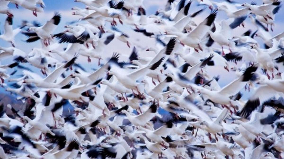 viata ca un zbor de pasari in inaltul cerului cele mai frumoase fotografii din 2012 marca national