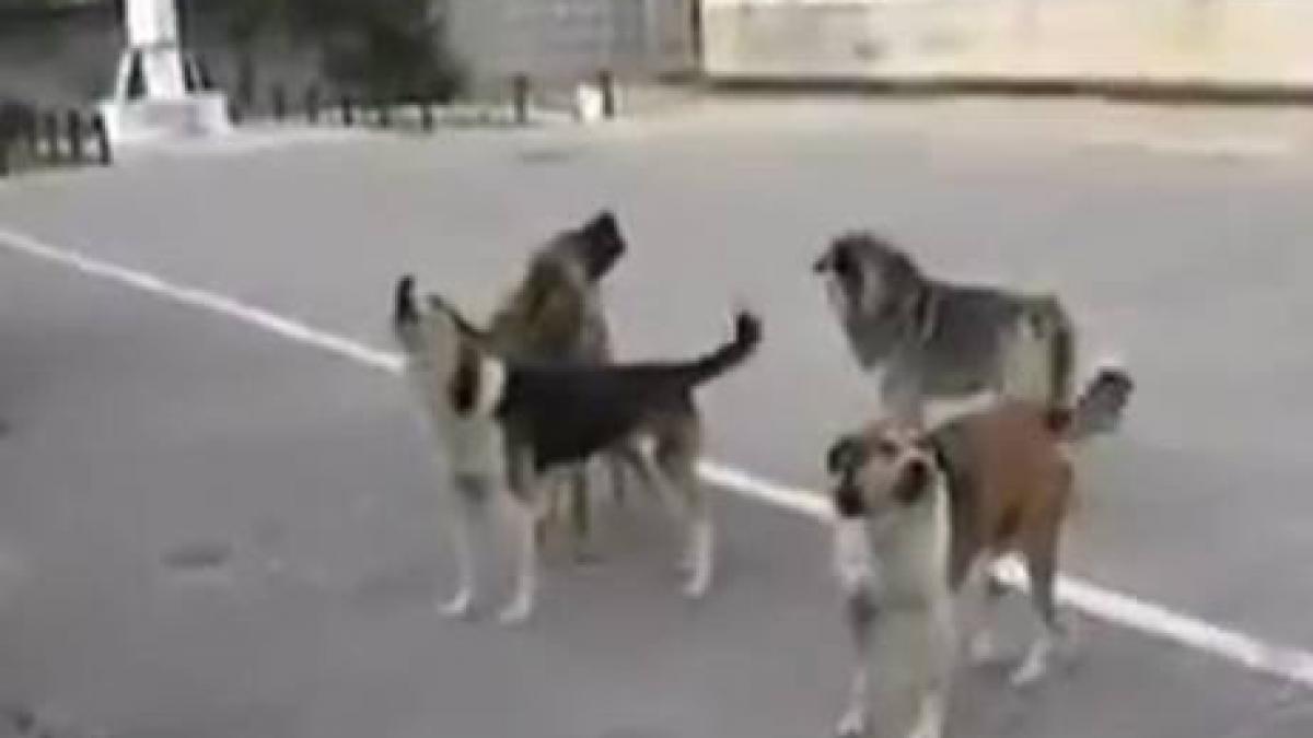 in rusia pana si cainii maidanezi canta imnul national