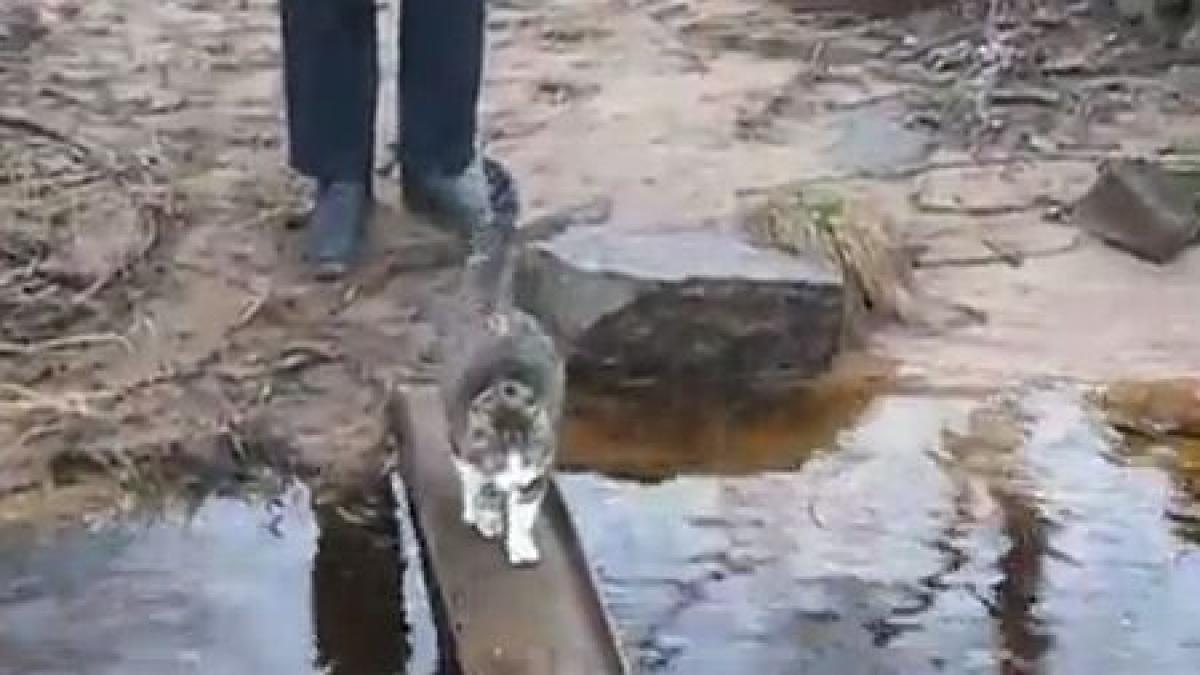 sa mai zica cineva ca pisicile nu sunt inteligente cel mai simpatic mod in care poate fi traversat