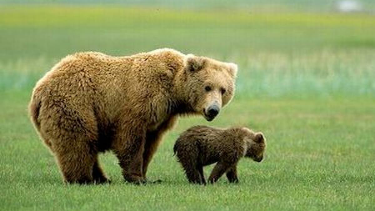 un tanar de 21 de ani a fost sfasiat de urs intr o padure din harghita