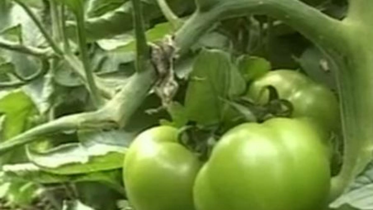 un fermier din mangalia cultiva legume in sere ingropate