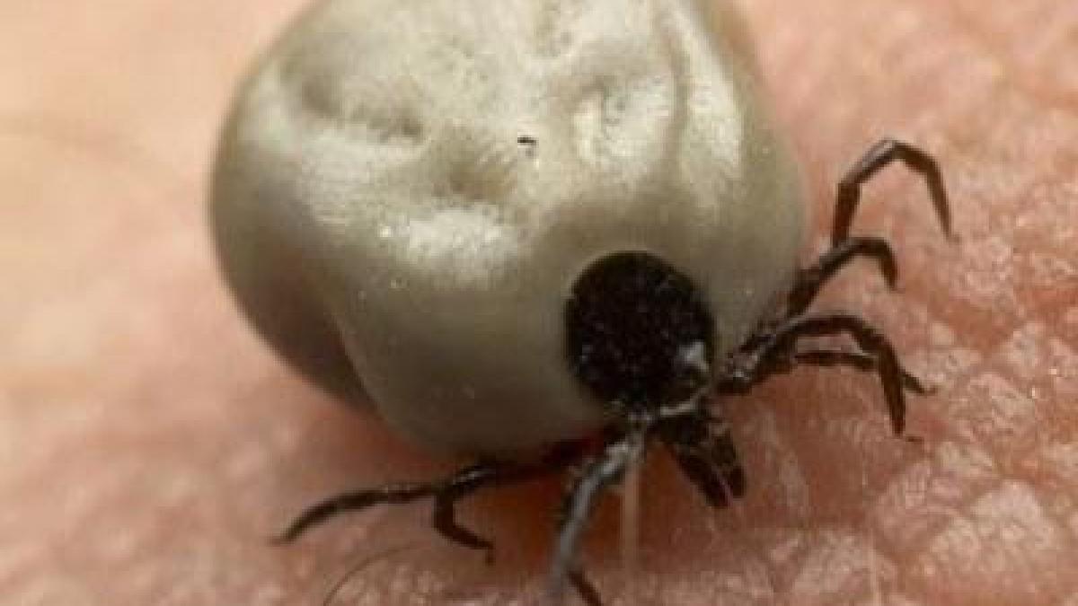 buzau circa 320 de persoane au ajuns la spital dupa ce au fost intepate de capuse